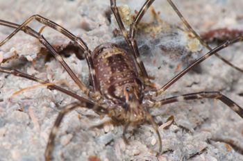 Media type: image; Invertebrate Zoology 129553
